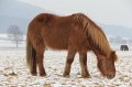 Winterweide 11-12 (78)